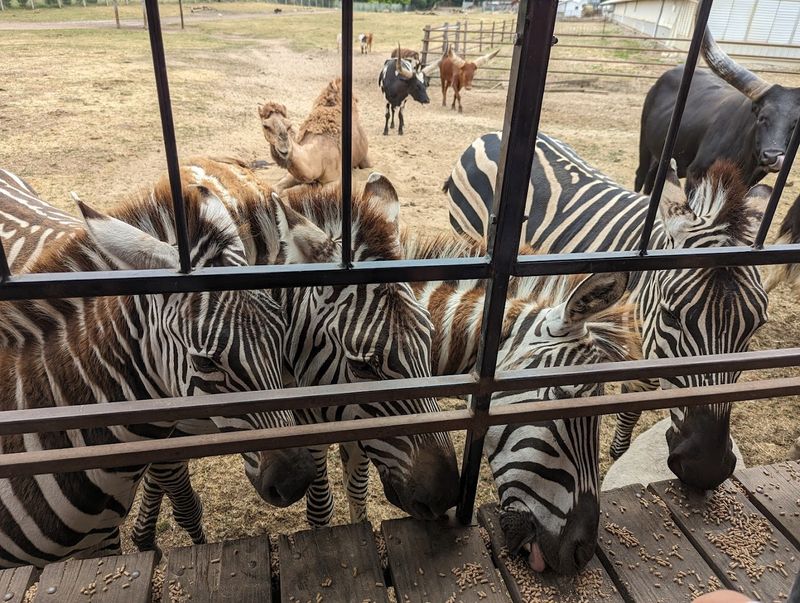 The Zebras Steal The Show Without Even Trying
