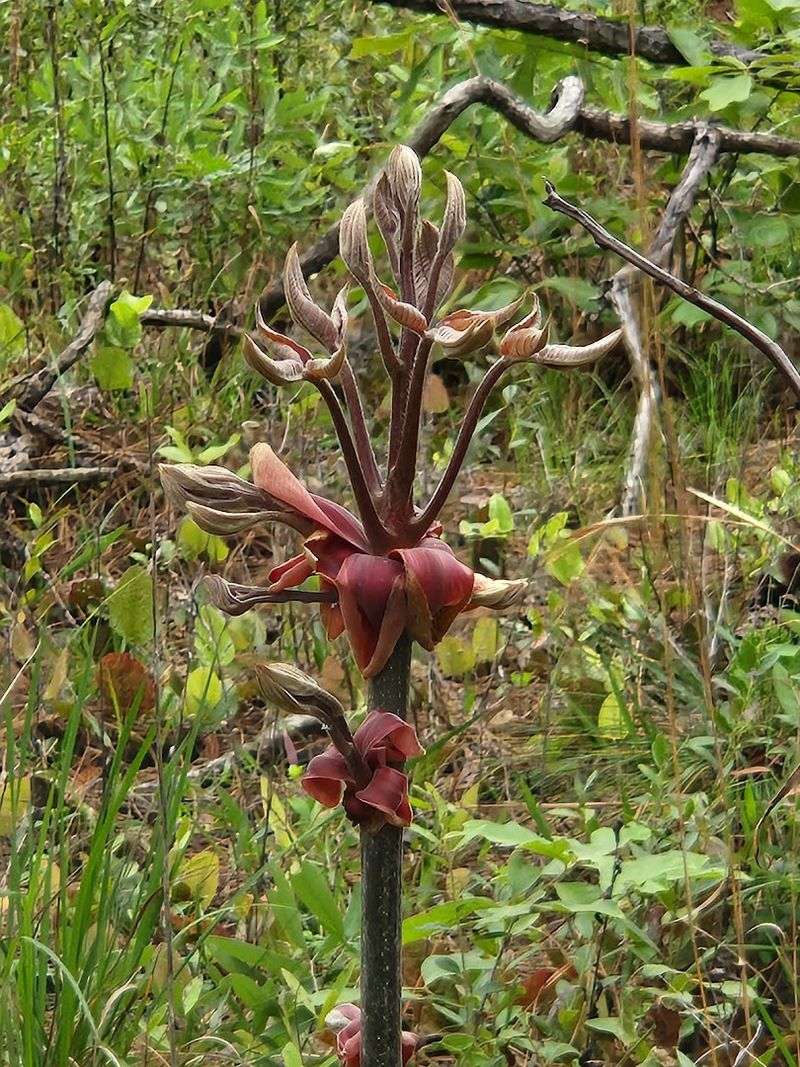 There Is More Than One Kind Of Hungry Plant Here