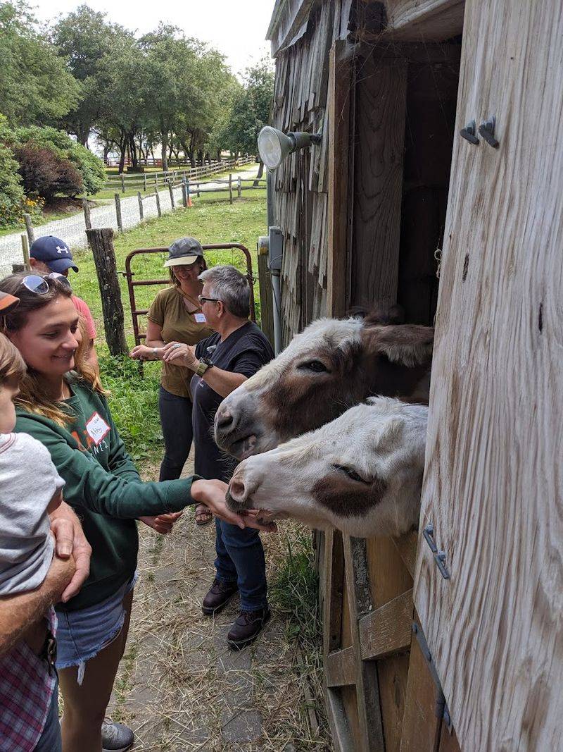 This Is Not Just An Alpaca Place This Is Not Just An Alpaca Place