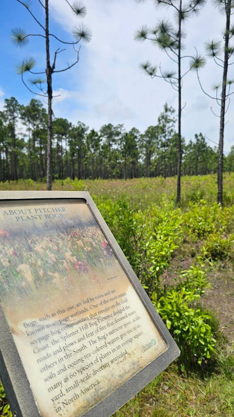This Is One Of The Gulf Coast's Rarest Survivors