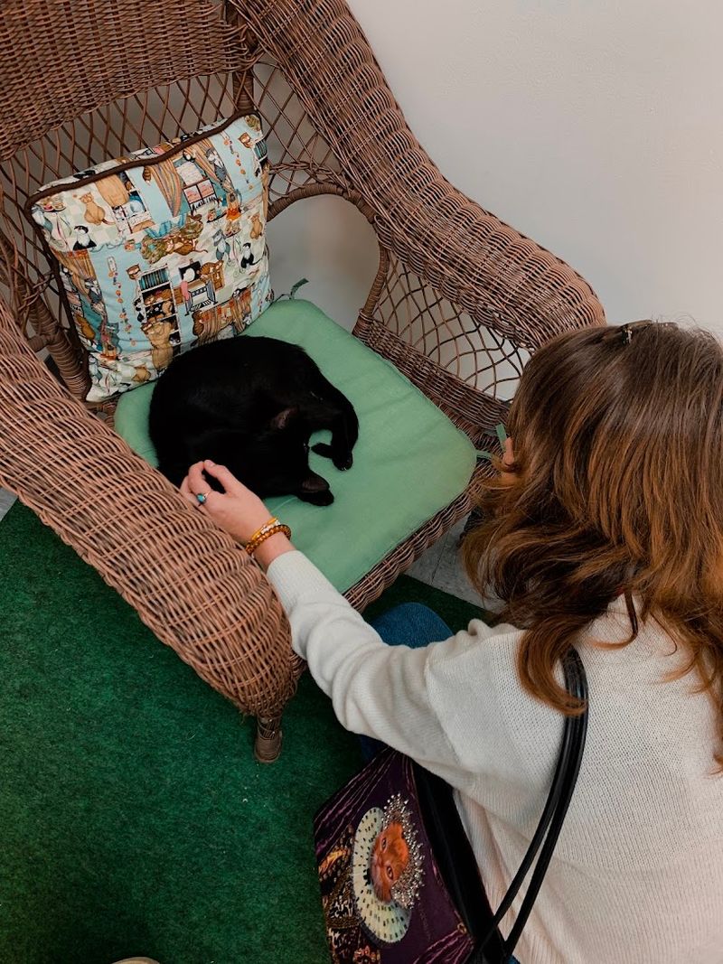 This Responsible Adoption Process Always Puts Cats First This Responsible Adoption Process Always Puts Cats First