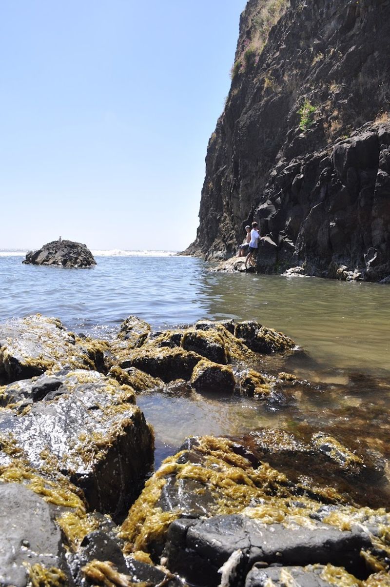 Tide Pools That Deserve Your Full Attention