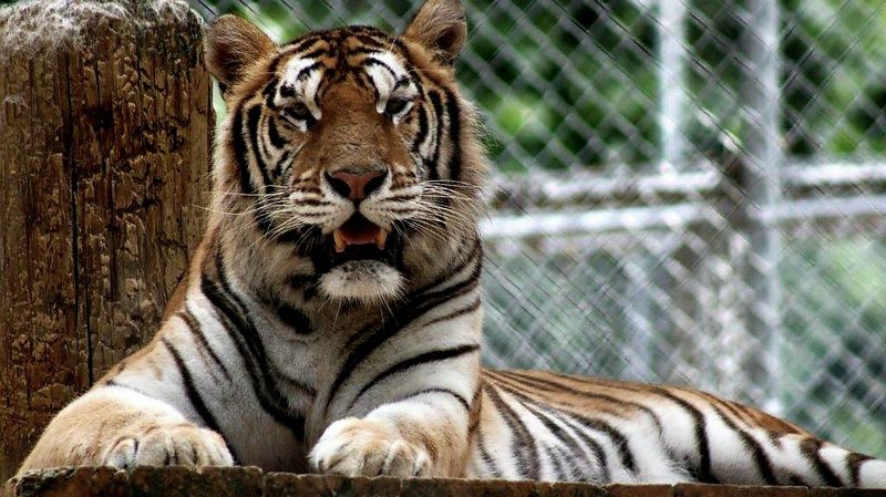 Tiger Feeding Experiences You Will Not Find Anywhere Else Tiger Feeding Experiences You Will Not Find Anywhere Else