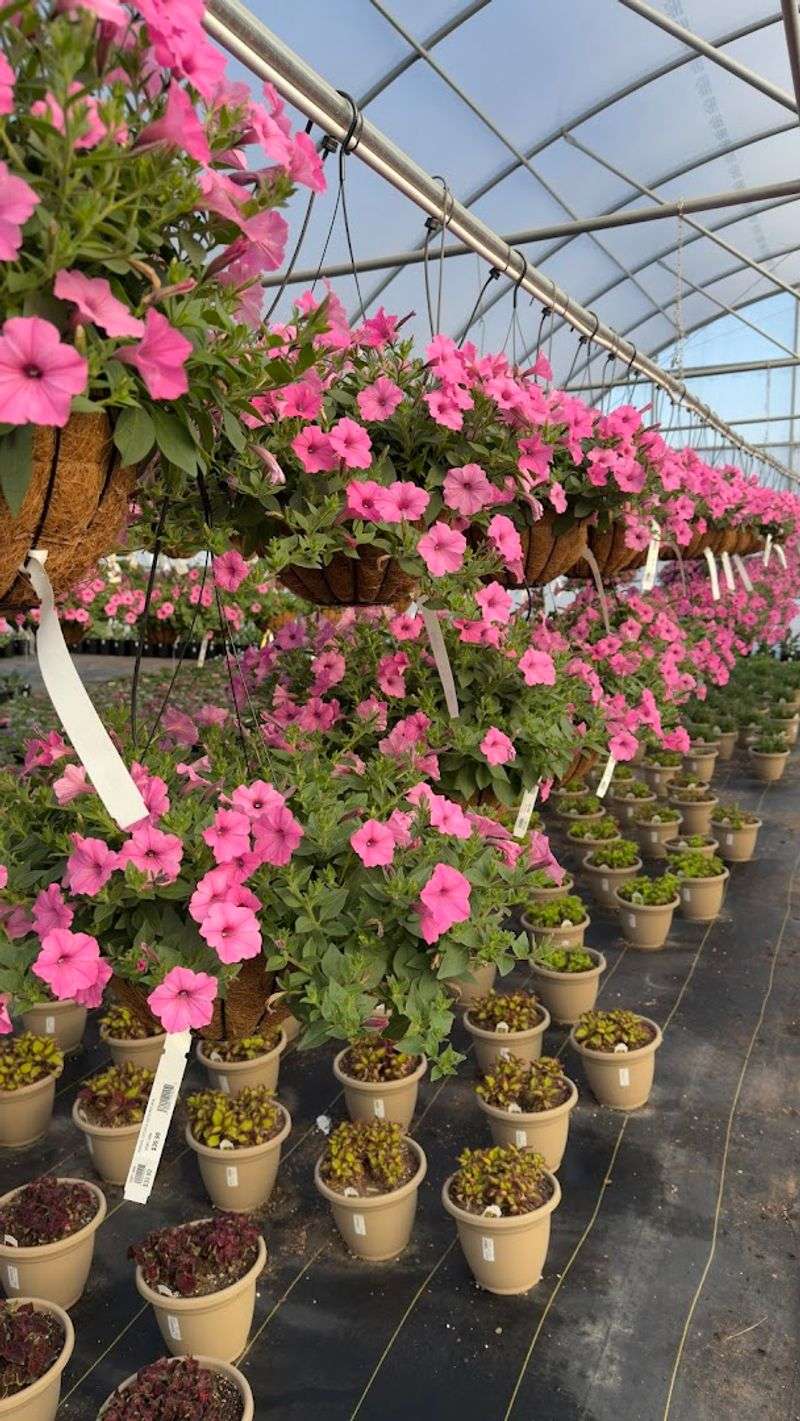 Tropical Houseplants That Will Make Your Indoor Space Come Alive