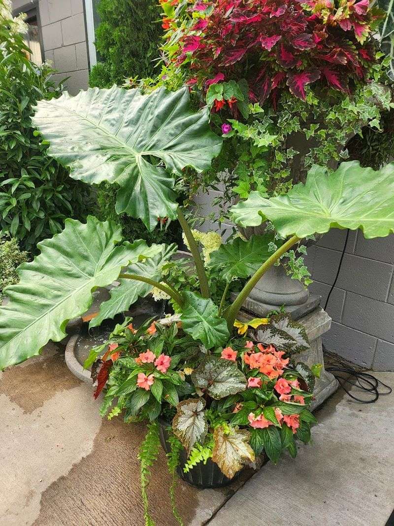 Tropical Plants for Bold Garden Statements