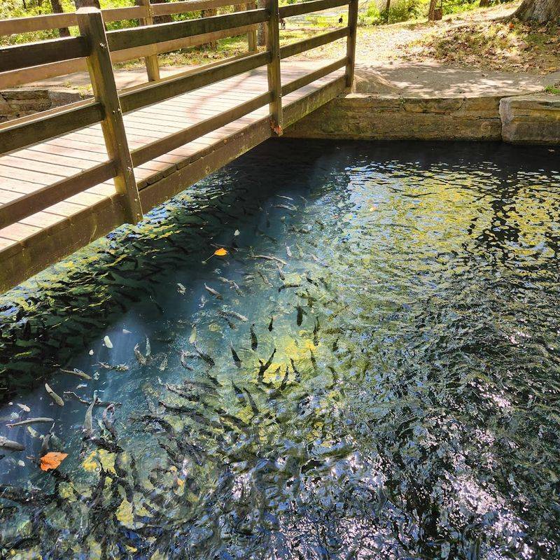 Trout Fishing in Missouri's Ozarks