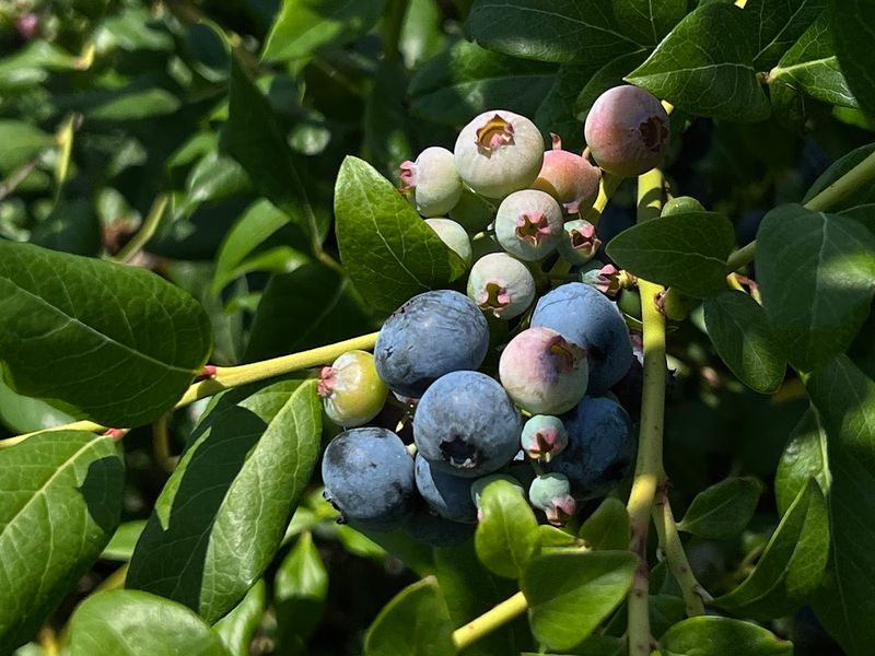 Try 13 Different Non-GMO Blueberry Varieties