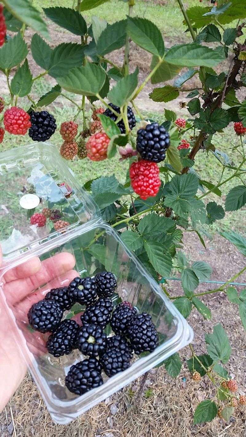 Try Fresh Fruit Tastings And Seasonal U-Pick Activities