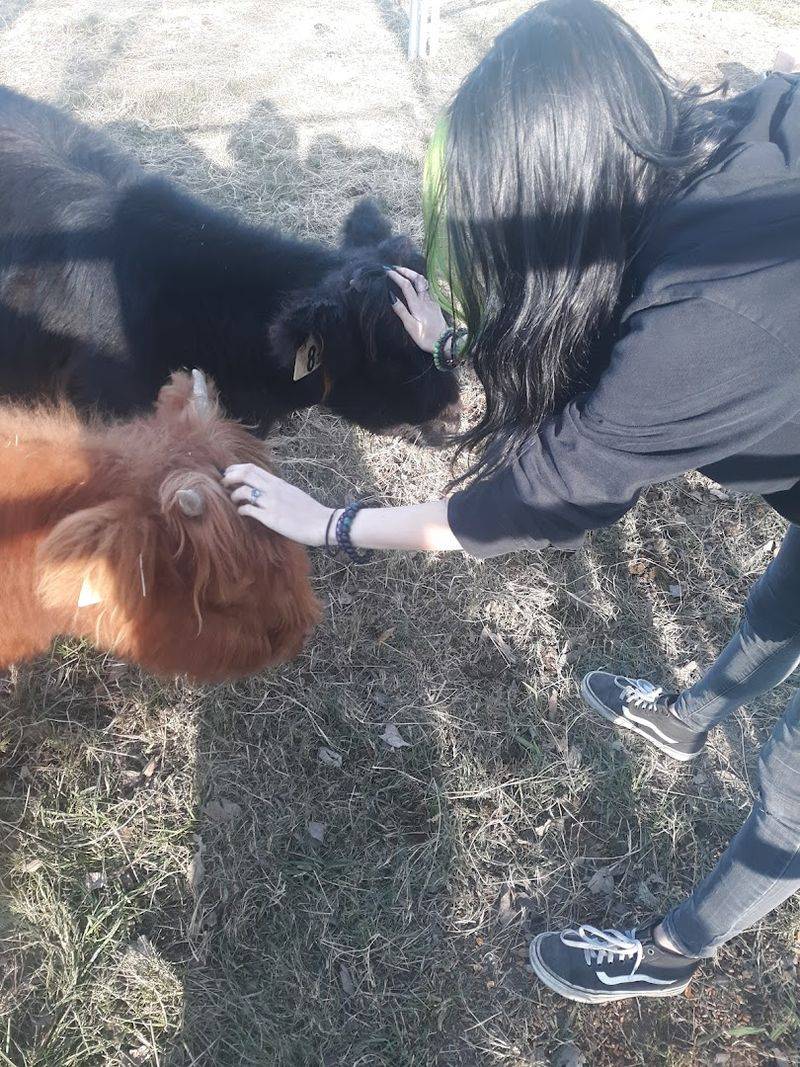 Try Petting and Feeding These Gentle Giants Yourself