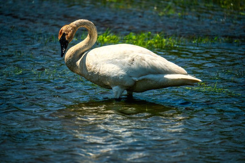 Try Spotting Wildlife Beyond The Birds Try Spotting Wildlife Beyond The Birds