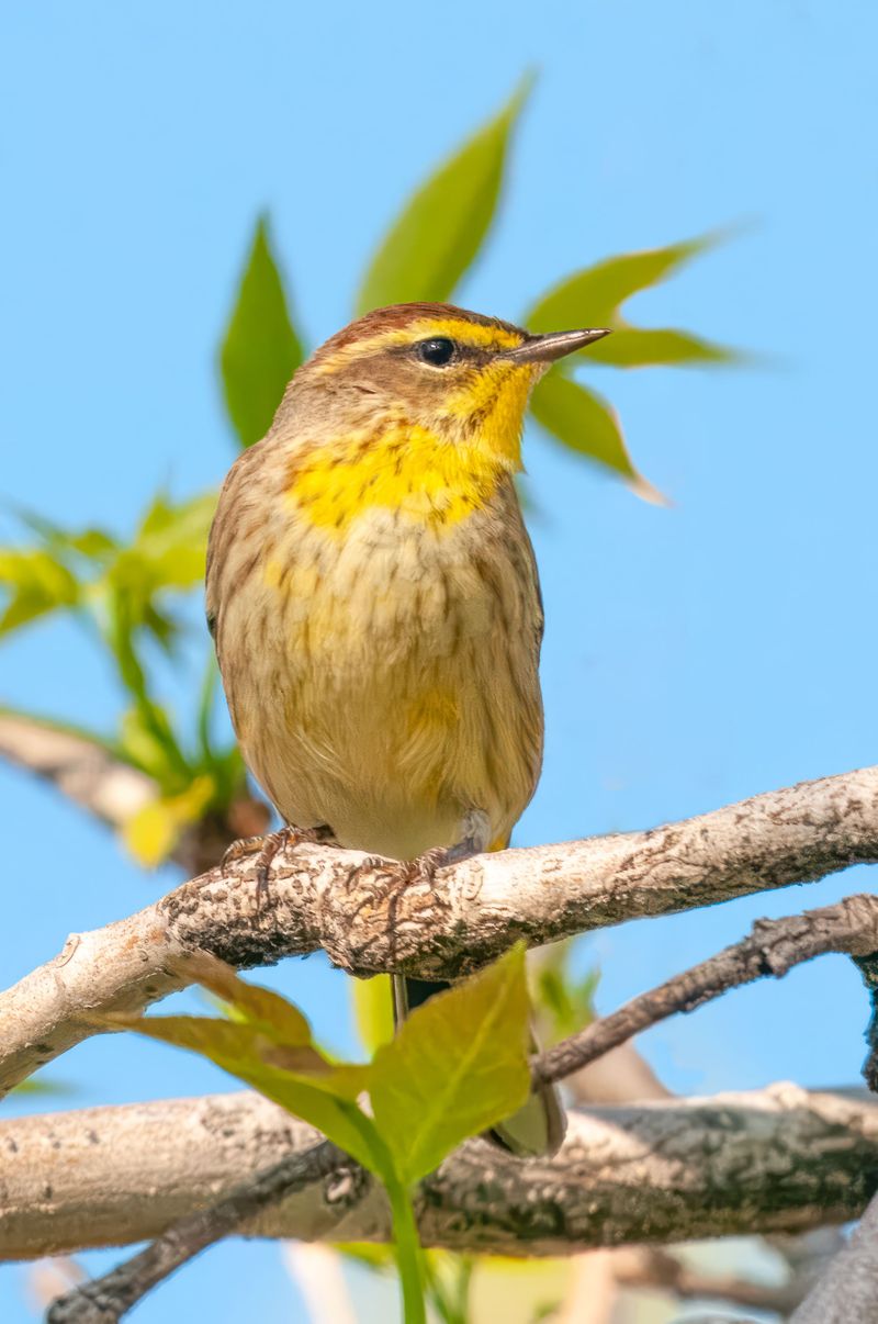 Two Endangered Songbirds That Put This Refuge on the Map Two Endangered Songbirds That Put This Refuge on the Map