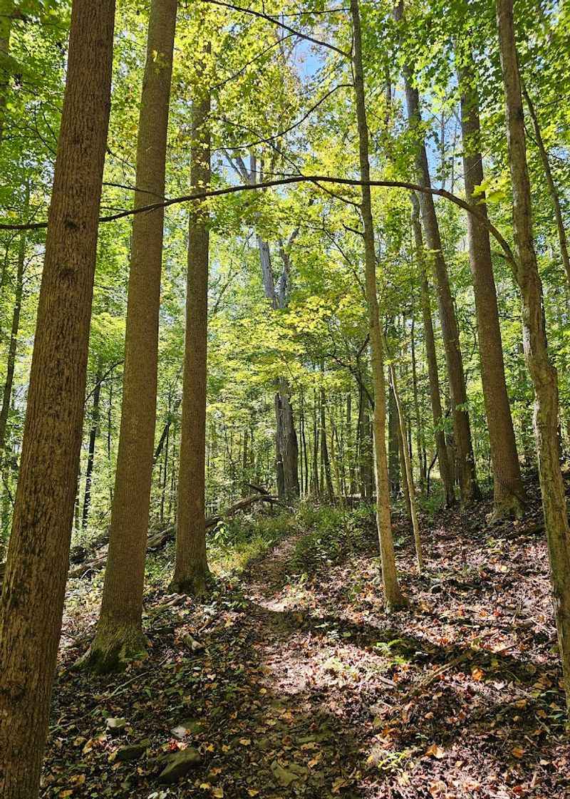 Tygart Valley River Trail