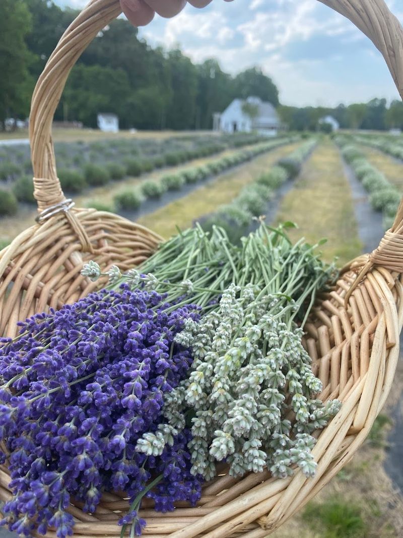 U-Pick Bouquets That Make the Best Souvenirs U-Pick Bouquets That Make the Best Souvenirs