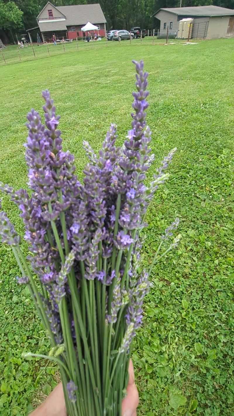 U-Pick Lavender Lets You Bring the Experience Home