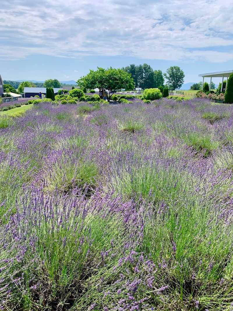 U-Pick Lavender and the Joy of Harvesting Your Own Bouquet