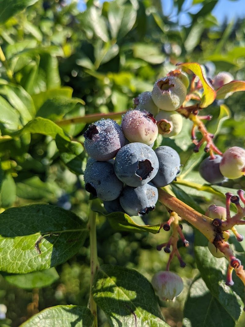 Varieties That Range From Sweet to Complex