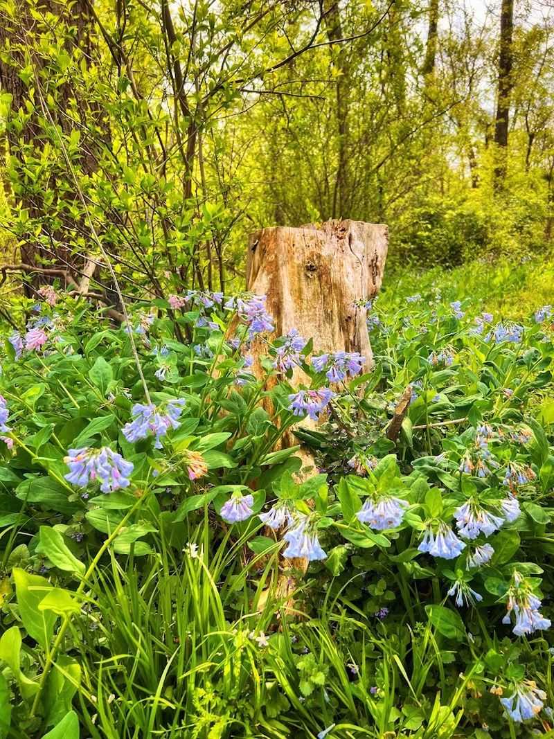 Virginia Bluebells and Wildflowers Carpeting the Forest Floor