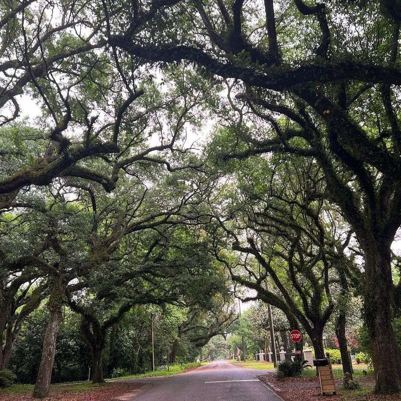 Walk Beneath the Most Beautiful Canopy of Live Oaks You Have Ever Seen