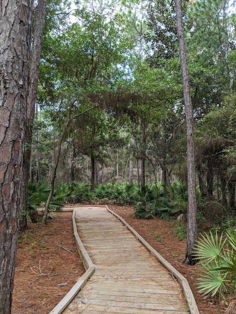 Walk a Free Trail That Connects Forest, Swamp, and Gulf Beach