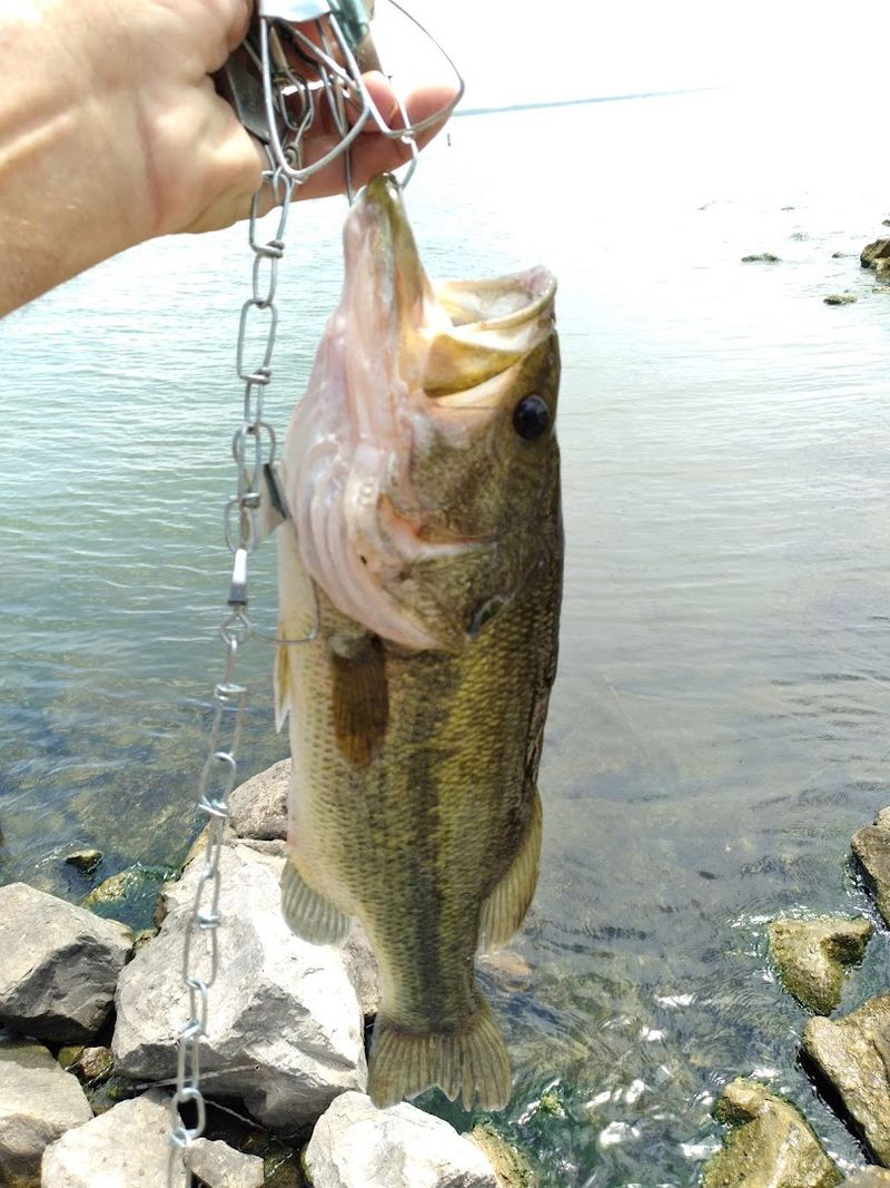 Walleye Capital of Oklahoma: A Fishing Reputation Hard Earned
