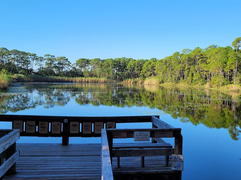 Watch Alligators and Turtles From the Wharf at Gaillard Lake