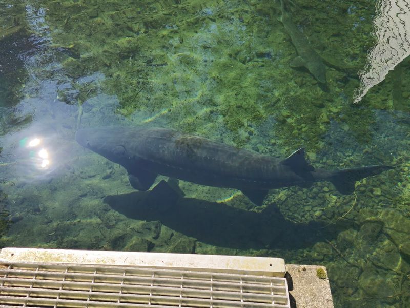 Watching Salmon Return During Spawning Season