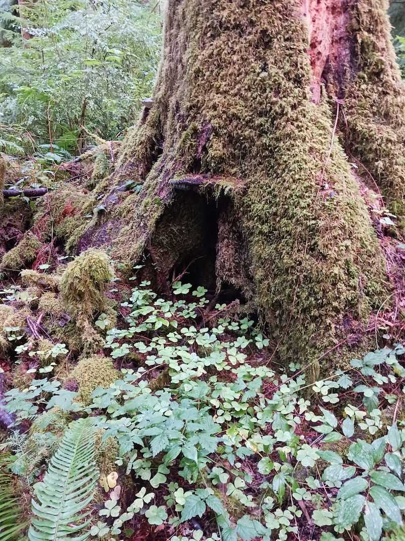 Western Red Cedars With Roots Like Ancient Sculptures
