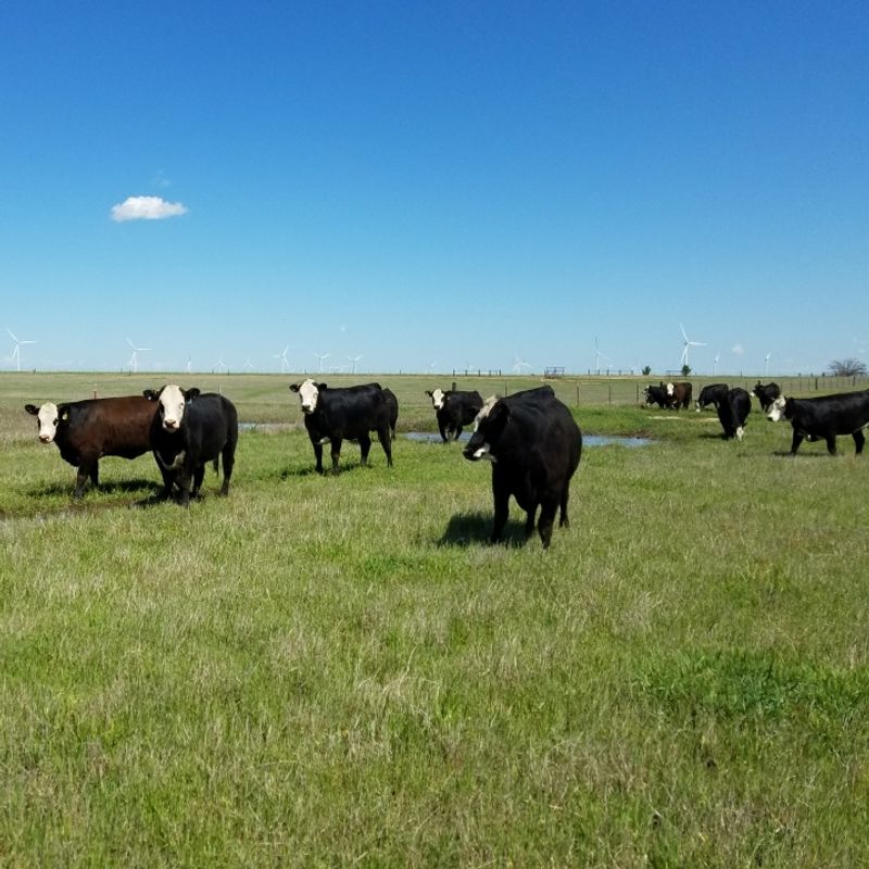 What Grass-Fed and Grass-Finished Actually Means