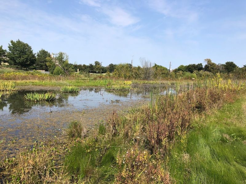 What Makes Blackland Prairie So Rare and Worth Protecting