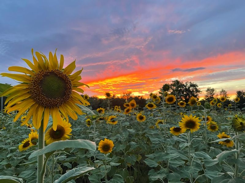 What Makes Catoosa Sunflower Farm and Studio So Special