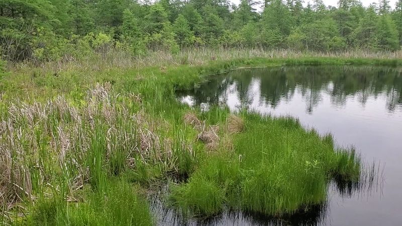 What a Quaking Bog Actually Is and Why It Matters
