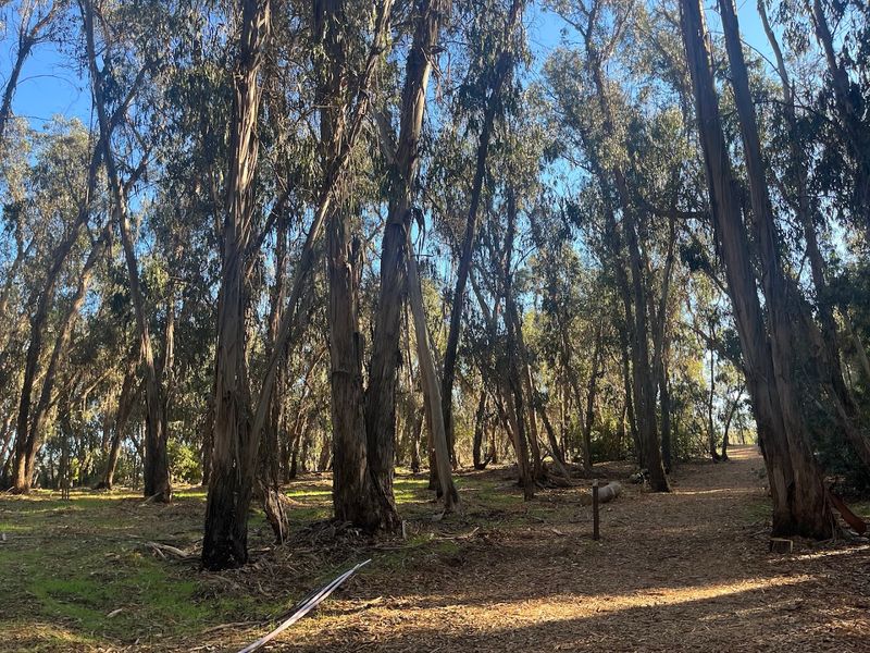What the Goleta Monarch Butterfly Grove Actually Is