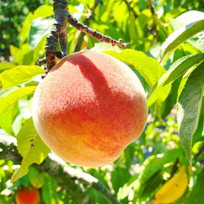 What to Bring and How to Dress for the Orchard What to Bring and How to Dress for the Orchard