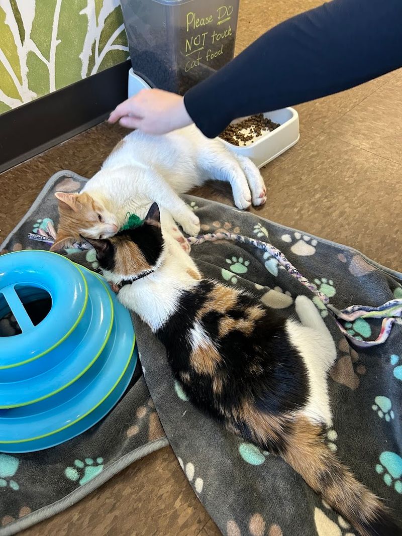 What to Expect During Your One-Hour Cat Room Session