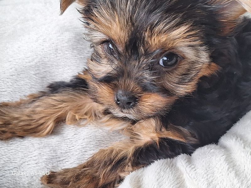 What to Know Before Bringing a Puppy Home What to Know Before Bringing a Puppy Home