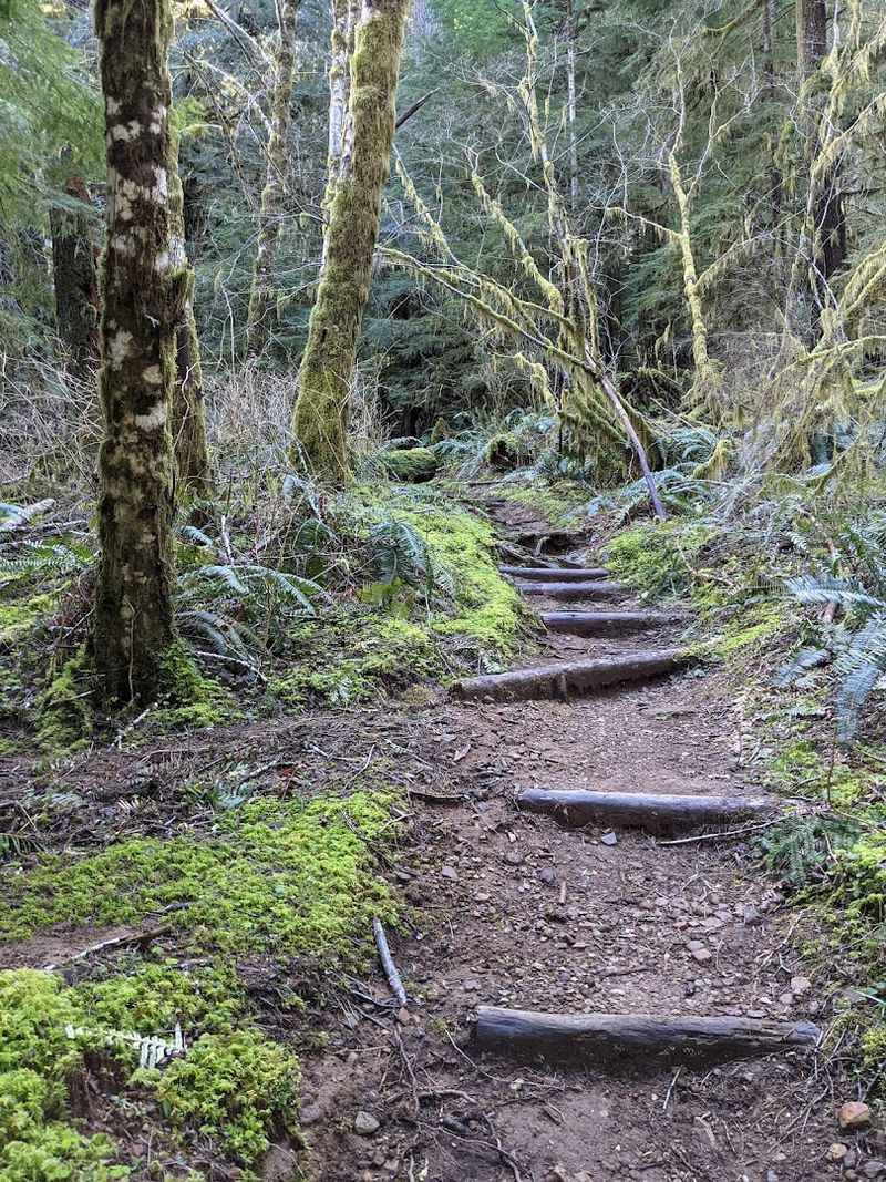 What to Pack for a Full Day at Valley of the Giants