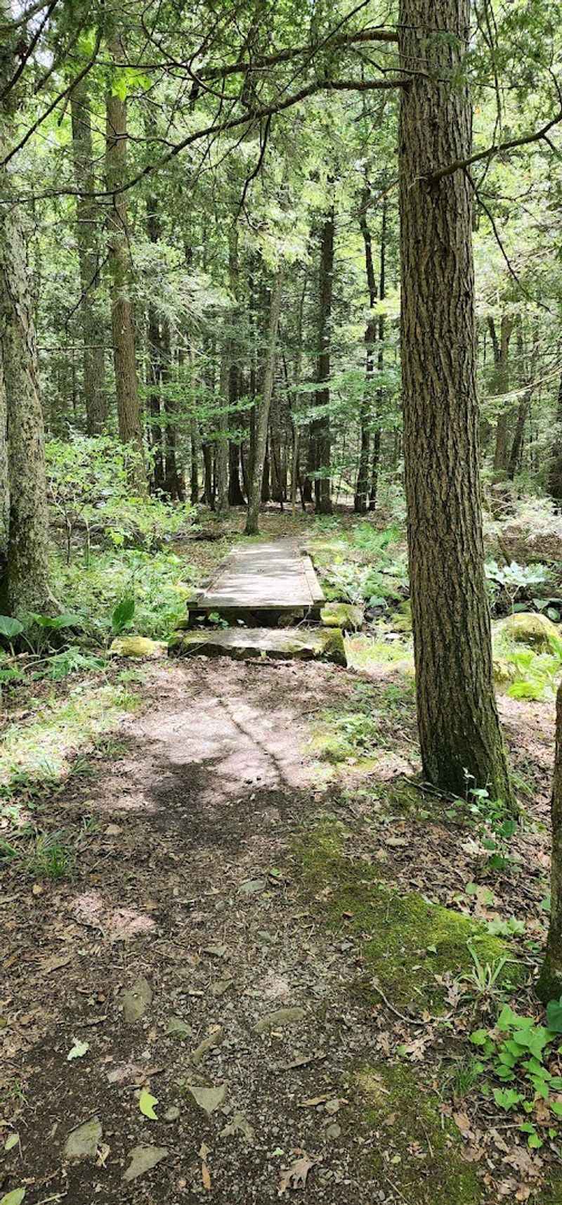 What to Pack for a One-Mile Forest Hike What to Pack for a One-Mile Forest Hike