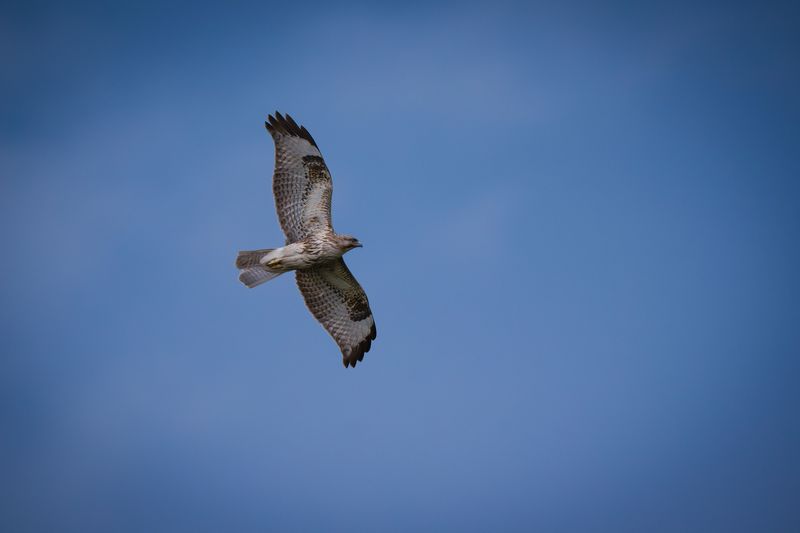 When the Sky Fills With Birds of Prey