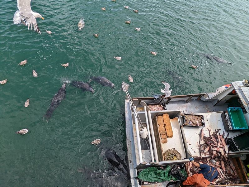 Where The Boats Meet Your Lunch