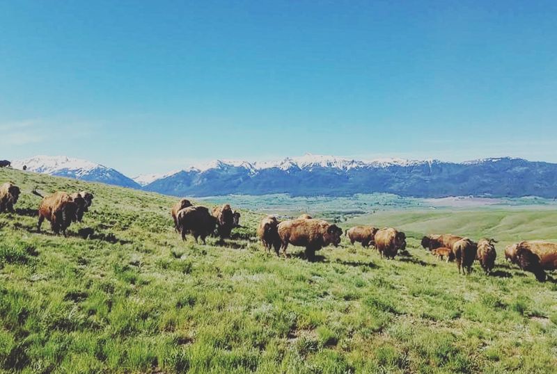 Where the Bison Actually Roam