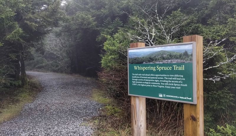 Whispering Spruce Trail