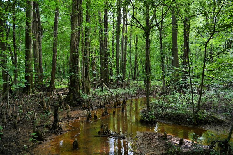 Why Battle Creek Belongs on Every Maryland Nature Lover's List