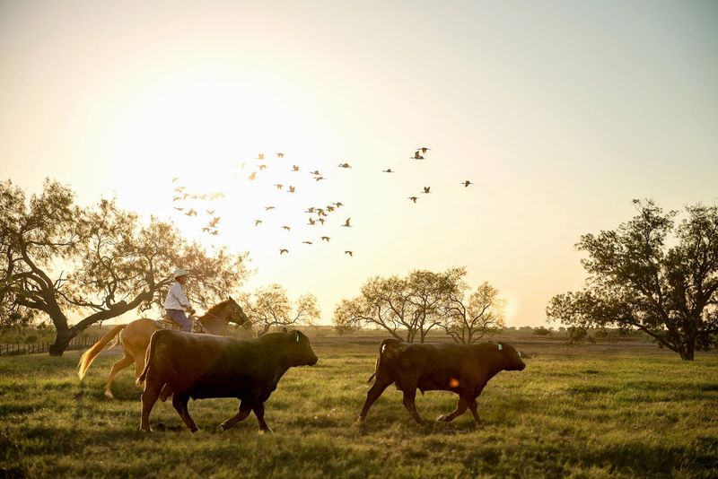 Why Cameron, Texas Is Worth the Trip for Serious Food Lovers Why Cameron, Texas Is Worth the Trip for Serious Food Lovers
