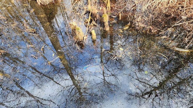Why Heron Pond Feels Like a Window Into a Lost World Why Heron Pond Feels Like a Window Into a Lost World