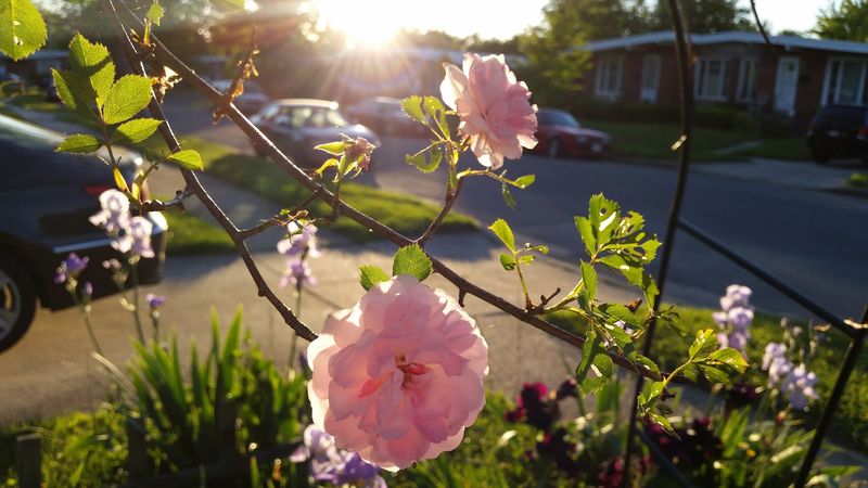 Why Pikesville Is Worth the Trip