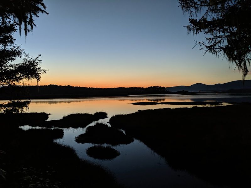 Why Sitka Sedge Stays with You Why Sitka Sedge Stays with You