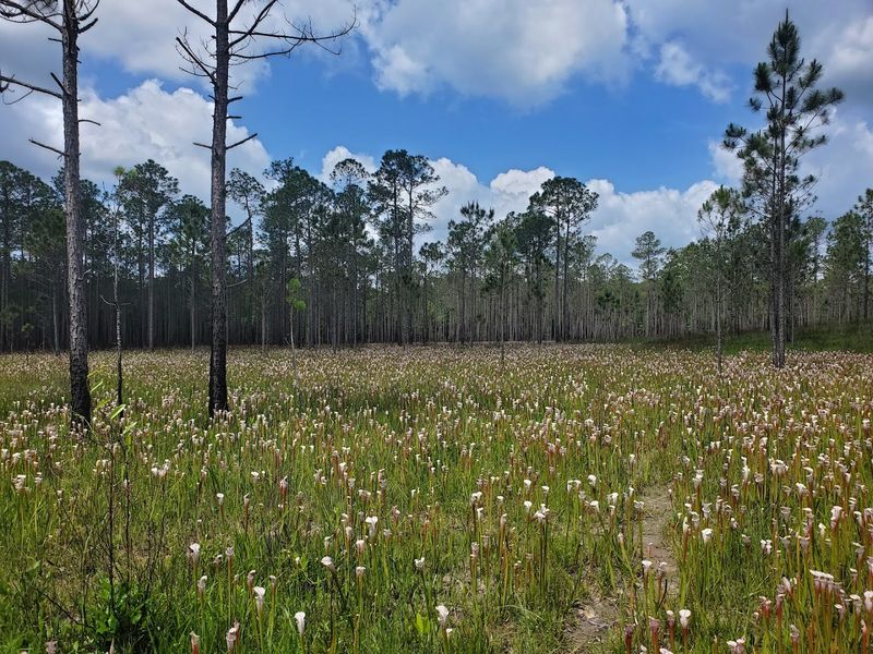 Why The Bog Stays Open And Sunny