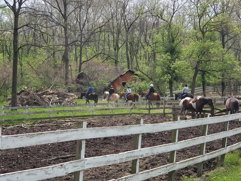 Why The Horses Steal The Whole Show Why The Horses Steal The Whole Show