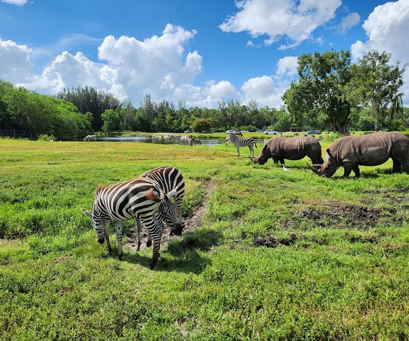 Why The Zebras Steal The Show