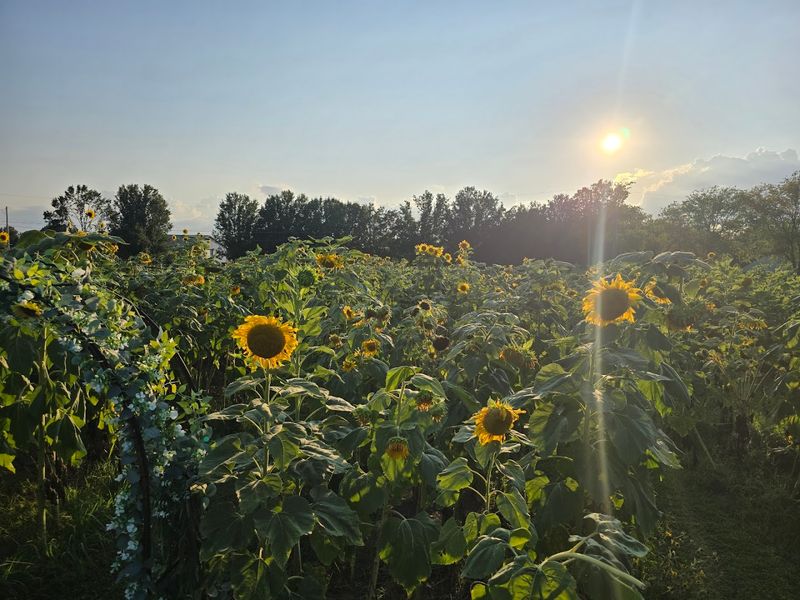 Why This Sunflower Farm Belongs on Your Oklahoma Summer List